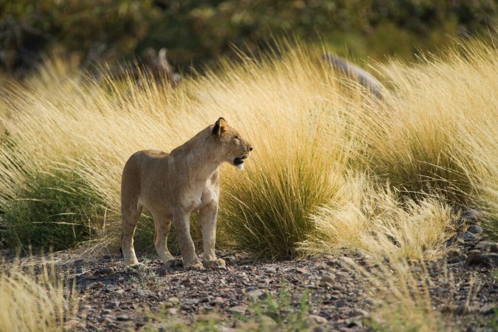 Löwin in der afrikanischen Savanne, umgeben von goldenem Gras und Natur, perfekt für Safari-Reisen.