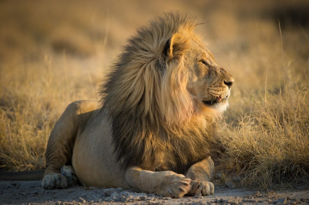 Löwe in freier Wildbahn, Sonnenuntergang, afrikanische Tierwelt.