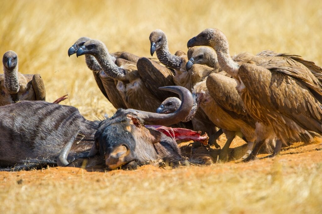 Vögel und Wildtiere in ihrer natürlichen Umgebung in Afrika, Tierbeobachtung und Safari-Erlebnis.