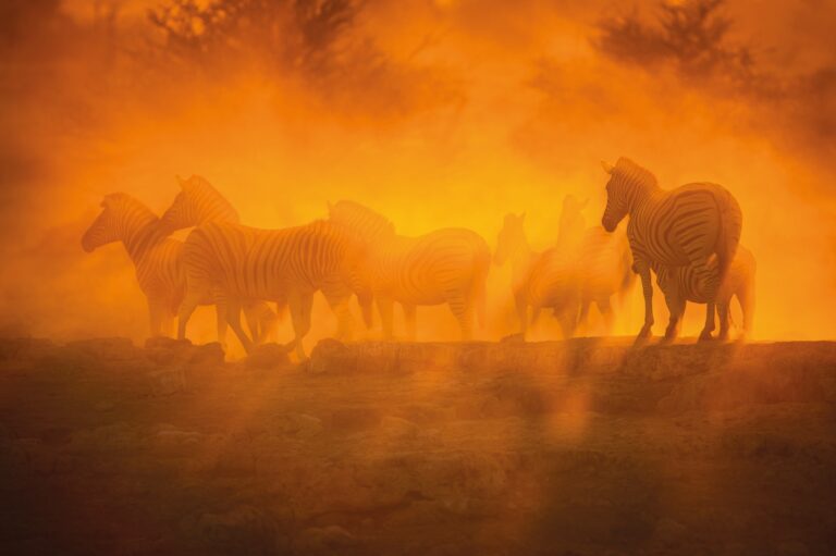 Afrika Safari Zebras im Sonnenuntergang, berühmte Tierwelt, Dreamtravel Afrika Reise, Tierbeobachtung.