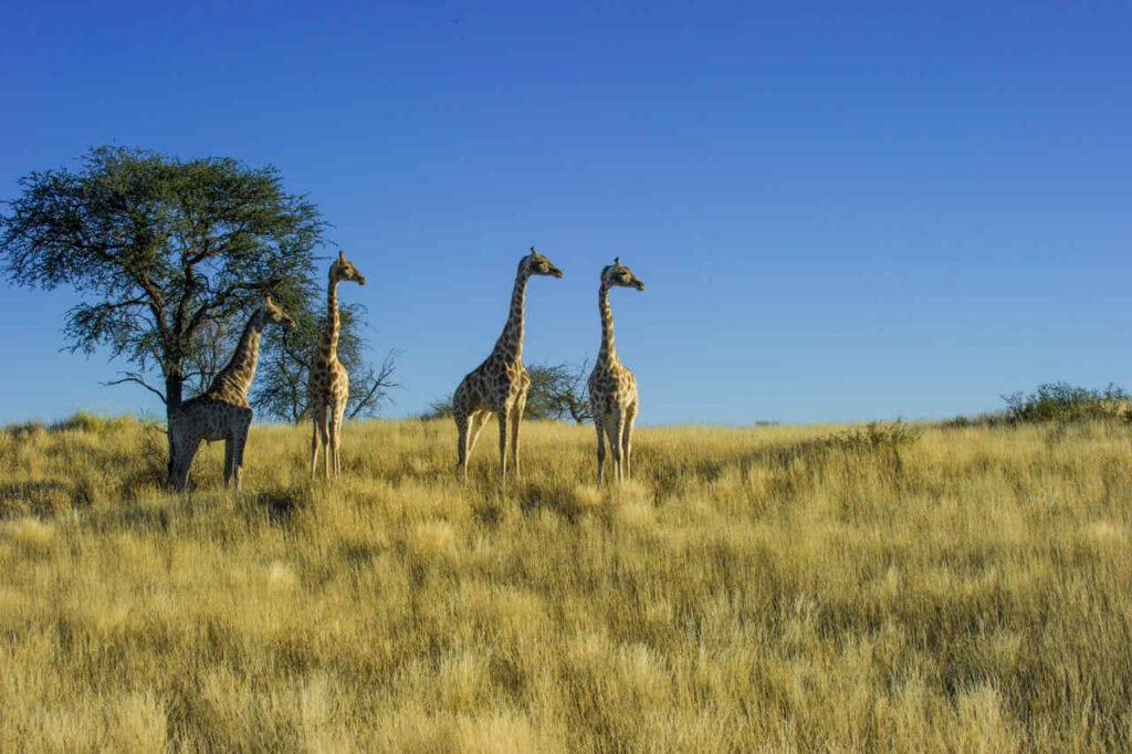 Giraffen in freier Natur Afrika, Savanne, Tierbeobachtung, afrikanische Tierwelt, Reisesafari.