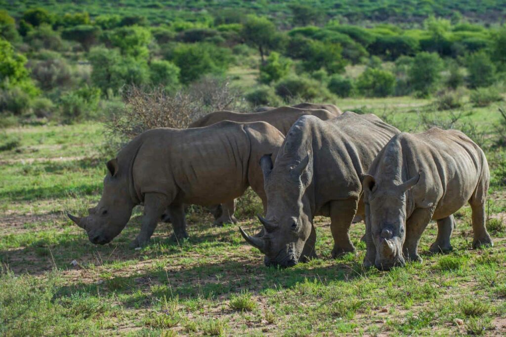 Nashörner in freier Wildbahn, Afrikas Safari, Naturschutz in Afrika.