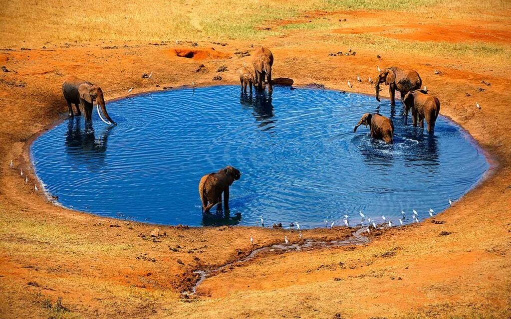Elefanten beim Bad im Wasser in Afrika.