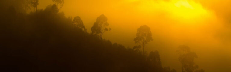 Sonnenaufgang über dem afrikanischen Dschungel mit malerischer Morgenbeleuchtung.