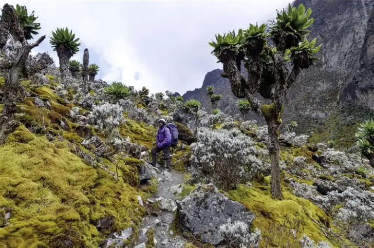 Alternativtext: Trekkingtour durch die afrikanische Berglandschaft mit einzigartiger Flora.