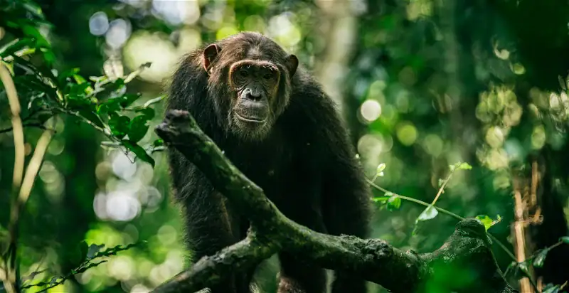 Afrikanischer Schimpanse im Dschungel, Tierbeobachtung in Afrika.