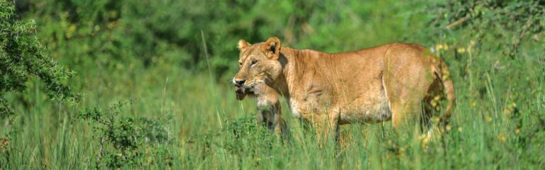 Löwe in der Savanne, Tierbeobachtung in Afrika, Safari-Abenteuer.