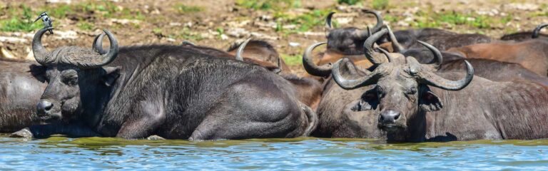 Afrikanischer Büffel in freier Natur beim Baden, exotische Tierwelt, Tierbeobachtung im Nationalpark.