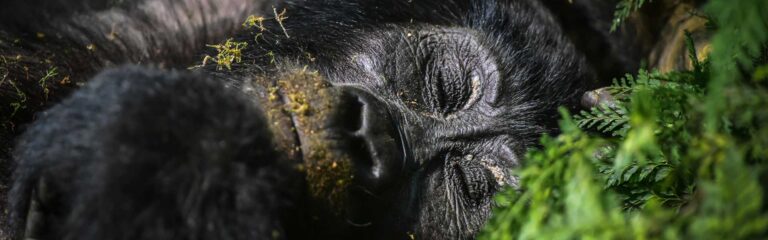 Detailaufnahme eines schlafenden Gorilla im Dschungel Afrikas, Natur- und Wildtierfotografie.