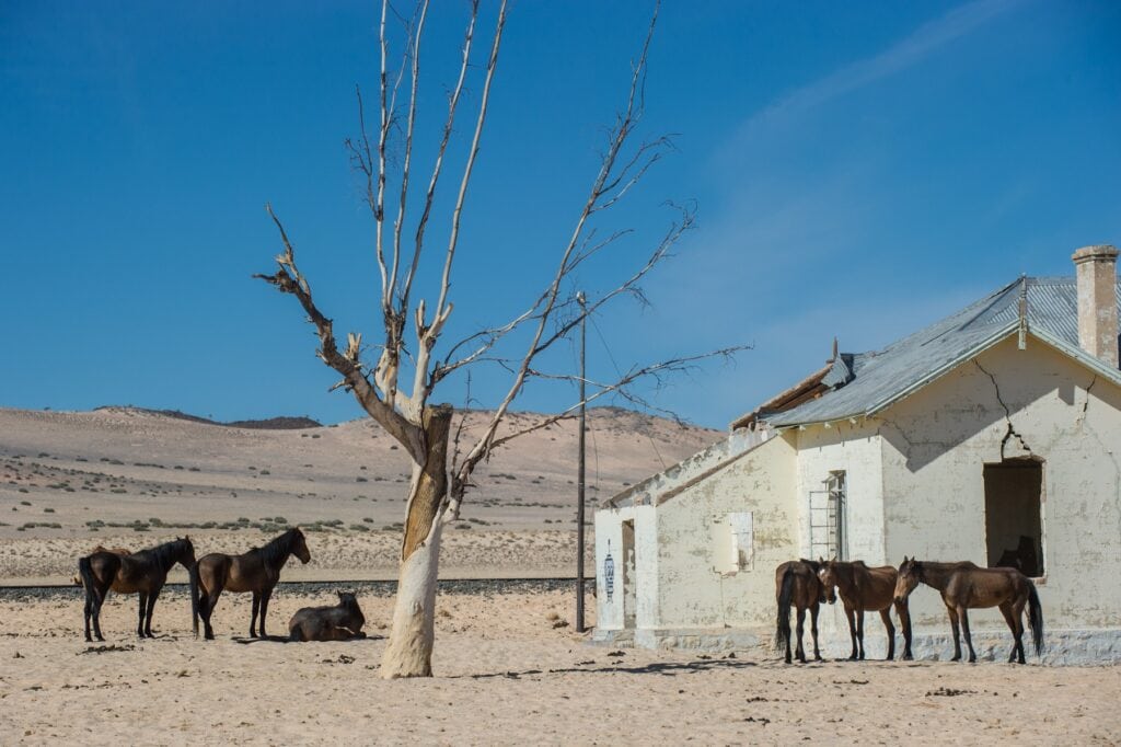 Verlassene Farm in der afrikanischen Wüste mit Pferden, karger Baum und blaum Himmel.