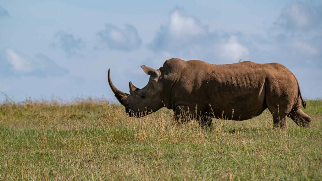 Rothirsch auf einer afrikanischen Savanne.