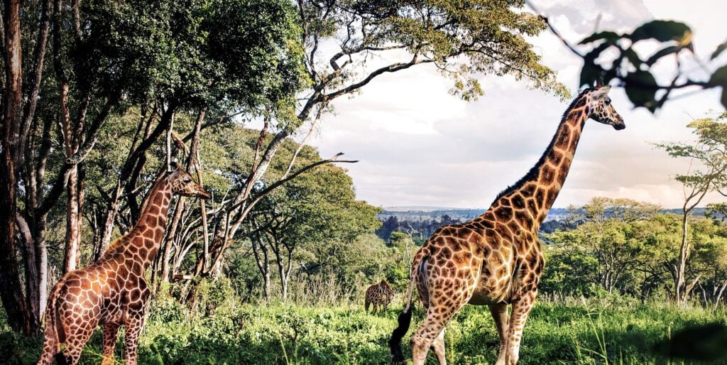 Giraffen in der afrikanischen Savanne, ideal für Safari- und Tierbeobachtungsreisen in Afrika.