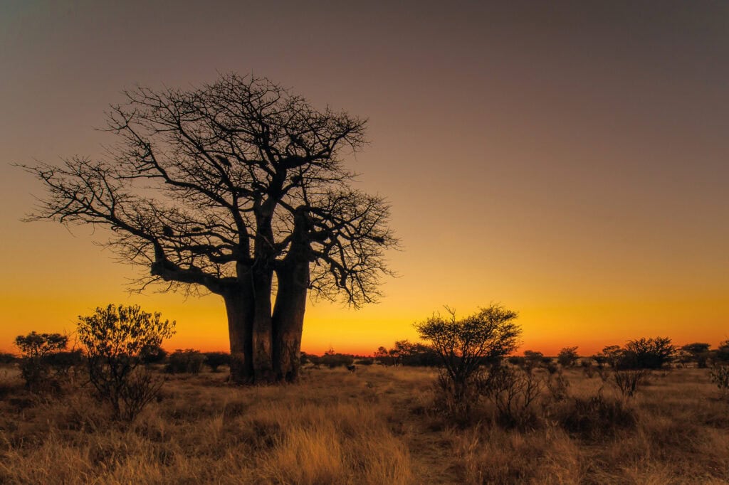 Baum im Sonnenuntergang in der afrikanischen Savanne, perfekte Szene für Safari- und Naturreisen in Afrika.