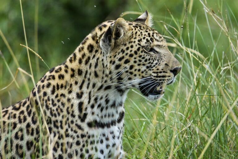 Jaguare in der afrikanischen Wildnis, exotische Tierwelt, Safari Afrika, Naturerlebnis.