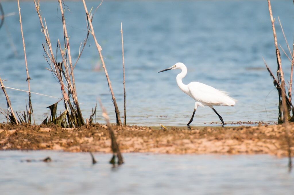 Vogel am Wasser in Afrika, Natur, Watvogel in Feuchtgebiet.