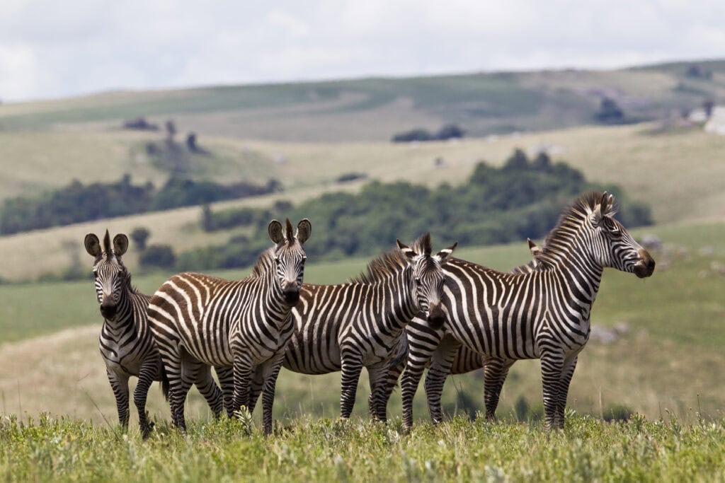Streifen Zebras, afrikanische Savannen, Tierwelt in Tansania, Safari Abenteuer.