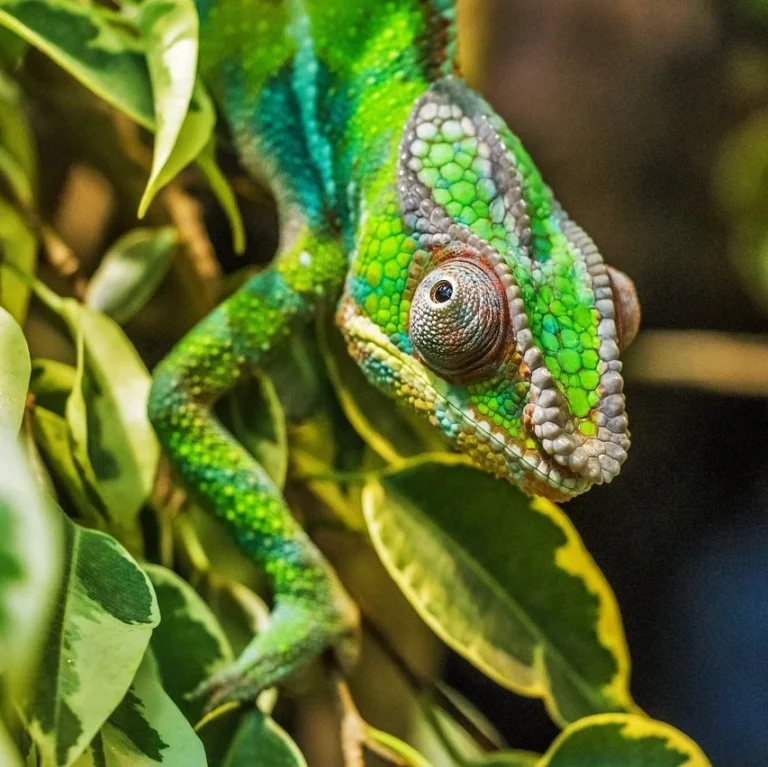 Chameleon Madagaskar