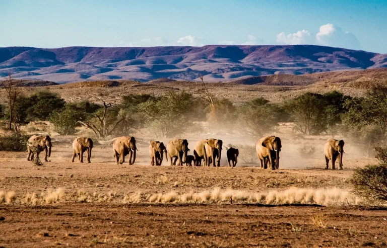 Elefanten Etosha Nationalpark
