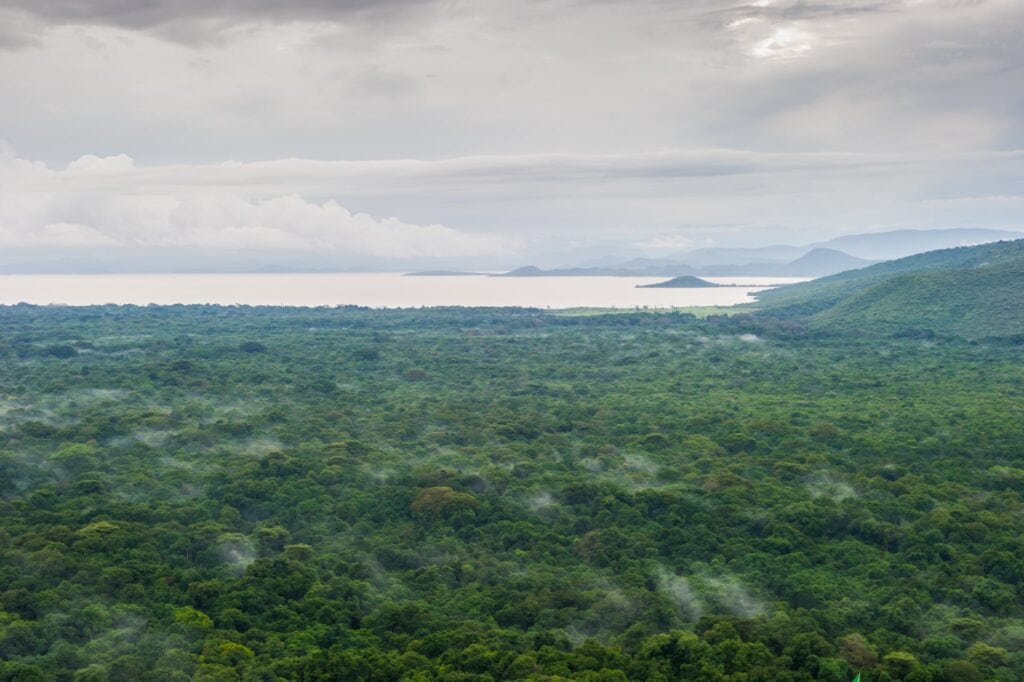 Dichte grüne Regenwaldlandschaft in Afrika mit Nebel.