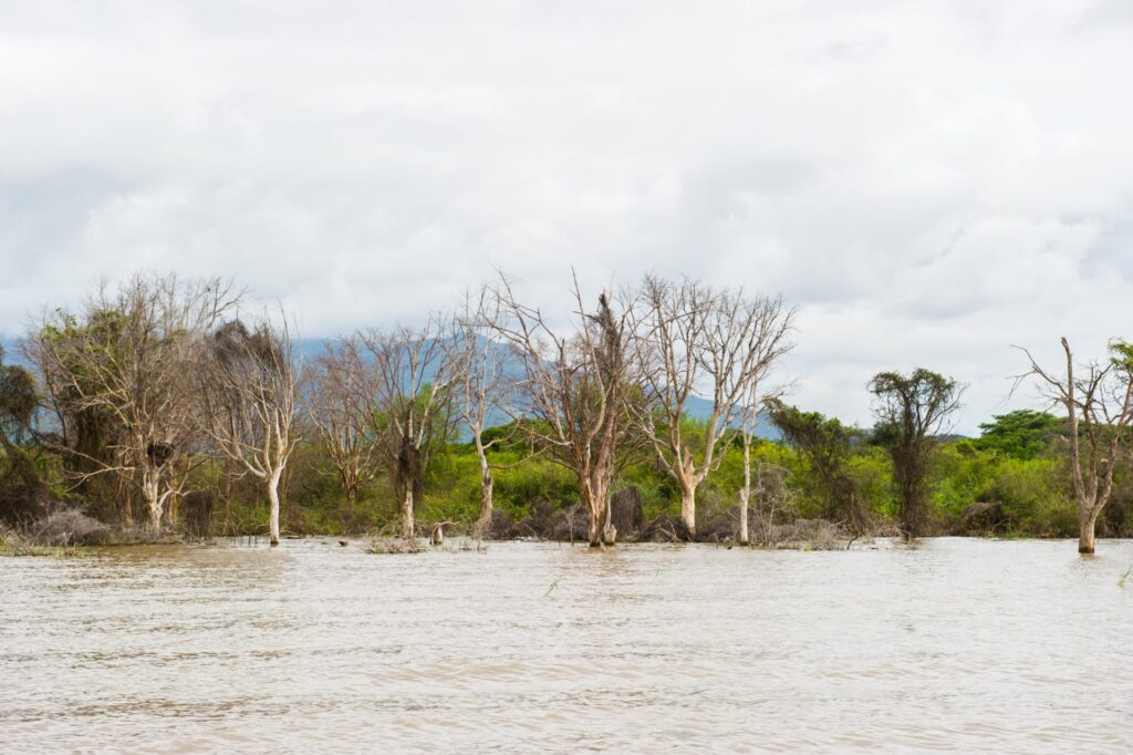 Altware Baum an Fluss in Tansania.