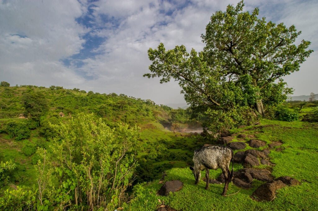 Naturreiche afrikanische Savanne mit Zebra unter Baum, grüner Landschaft, Tierbeobachtung.