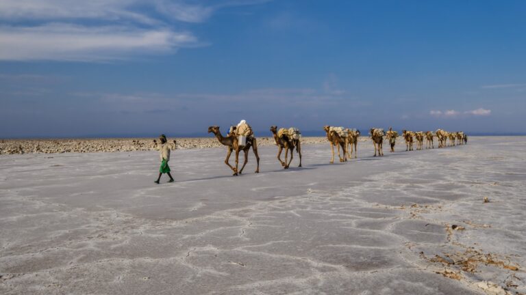 Alt Text: Kamelkarawane in Afrikas Salzwüste, einzigartiges afrikanisches Wüstenabenteuer.