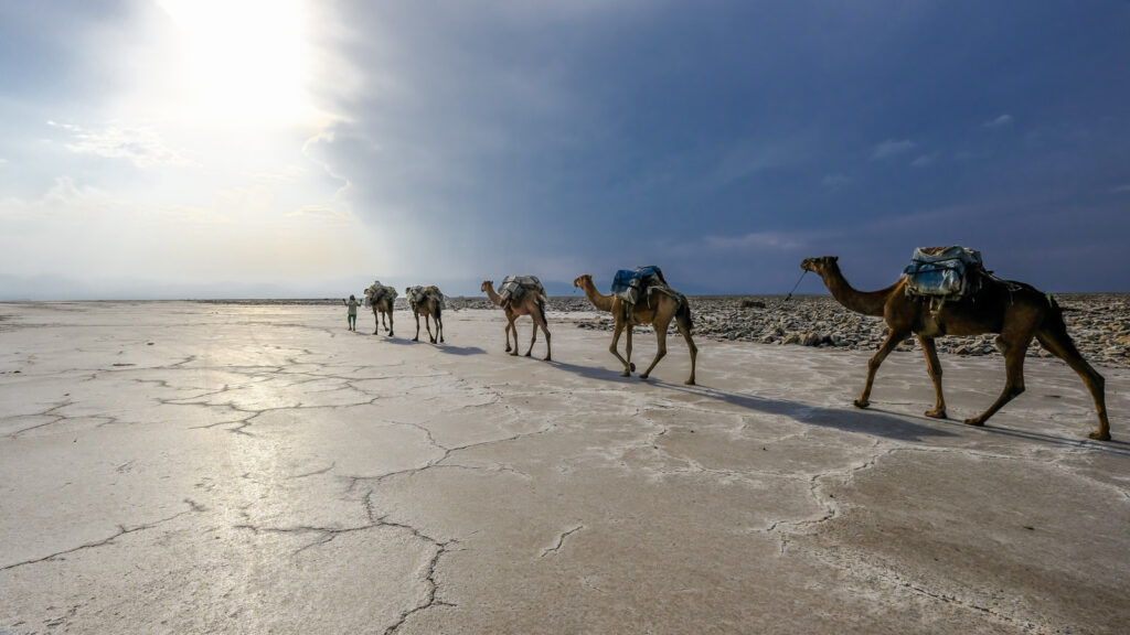 Kamelwanderung in der afrikanischen Wüste bei Sonnenuntergang.