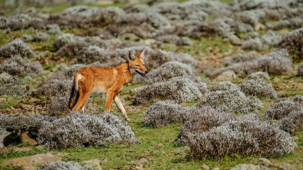 Löwe in afrikanischer Savanne, Wildtiere, Natur, Afrika.