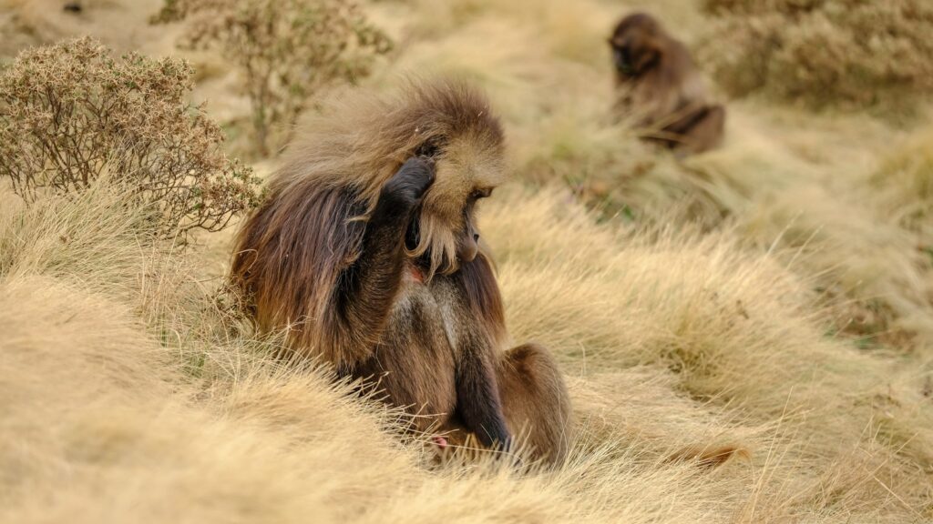 Alpacas liegen im Gras in der afrikanischen Savanne, umgeben von trockenen Büschen und Wildgras.