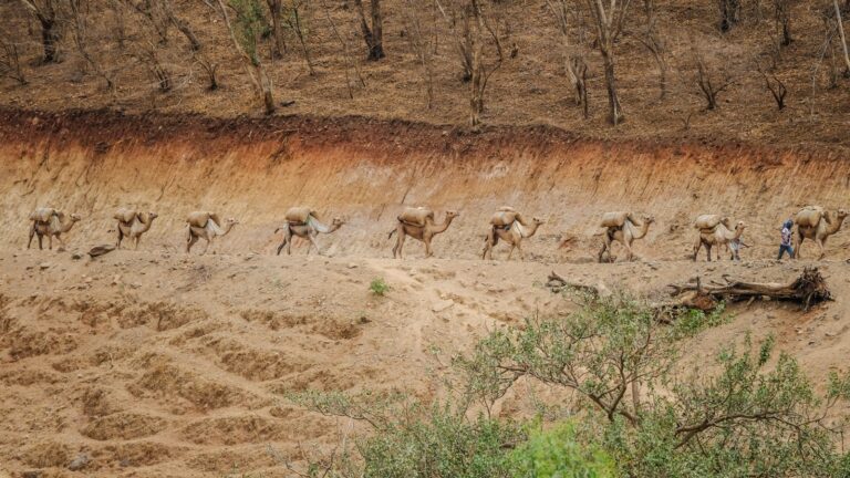 Kamelkarawane in der afrikanischen Wüste, Reiseabenteuer in Tansania oder Marokko.