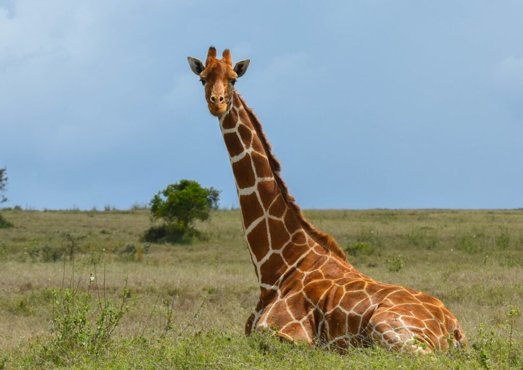 Giraffe in der Wildnis Afrikas, typisch für safarireisen, Afrika Abenteuer.
