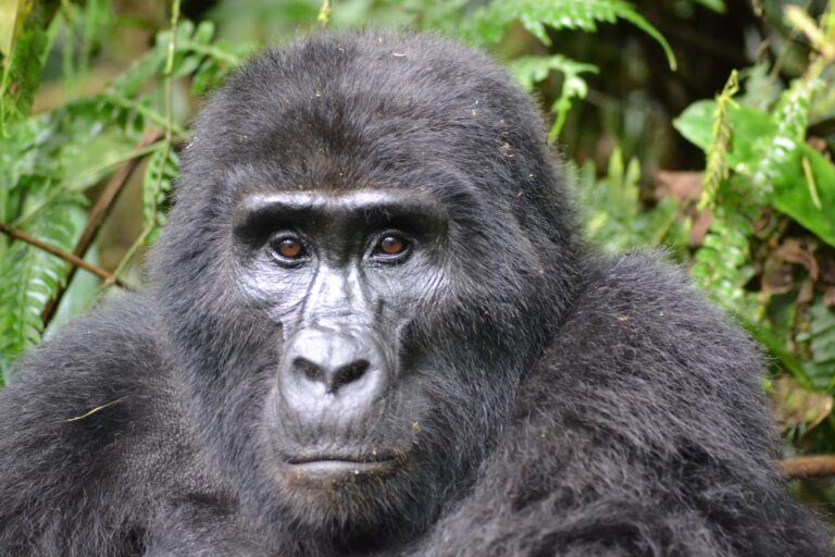 Gorilla Trekking in Uganda - stattlicher Gorilla
