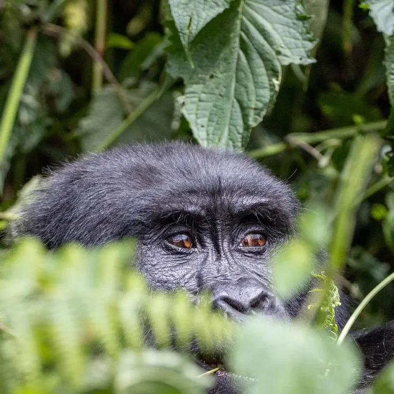 Gorilla im dichten Dschungel von Uganda