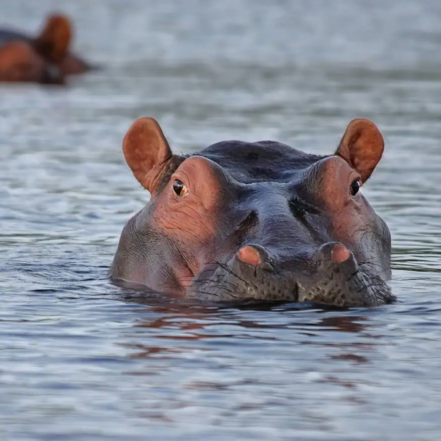 Hai- und Flusspferd im Wasser.