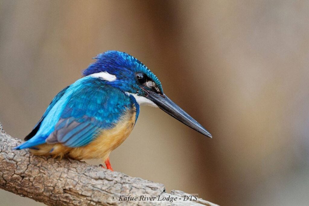 Hochwertige Aufnahme eines blauen Kingfisher auf Baum, Afrika Tierwelt, Natur und Vogelbeobachtung.