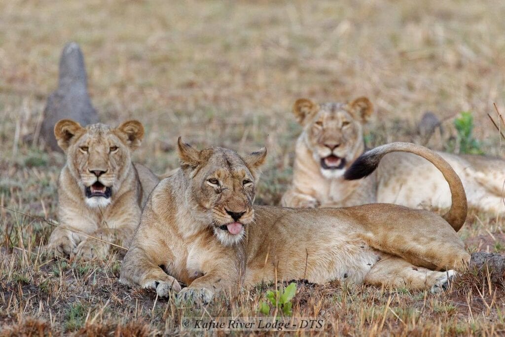 Löwenrudel auf der afrikanischen Savanne, Spiel- und Ruhephasen, Safari in Tansania.