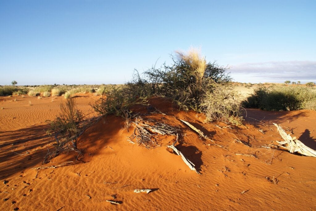 Wüstenlandschaft mit Sanddünen und Dürrbüschen in Afrika, ideal für Safari- und Naturreisen.