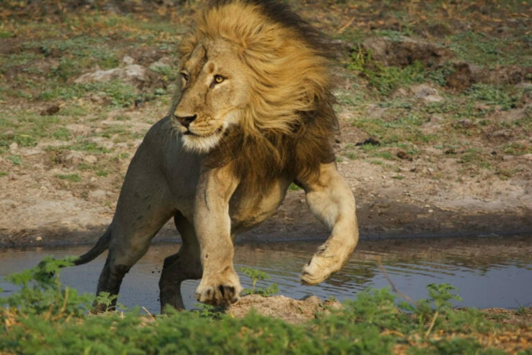 Löwe in Afrika beim Trinken aus einem Wasserloch, Tierwelt safarireise, Wildtiere Afrikas.