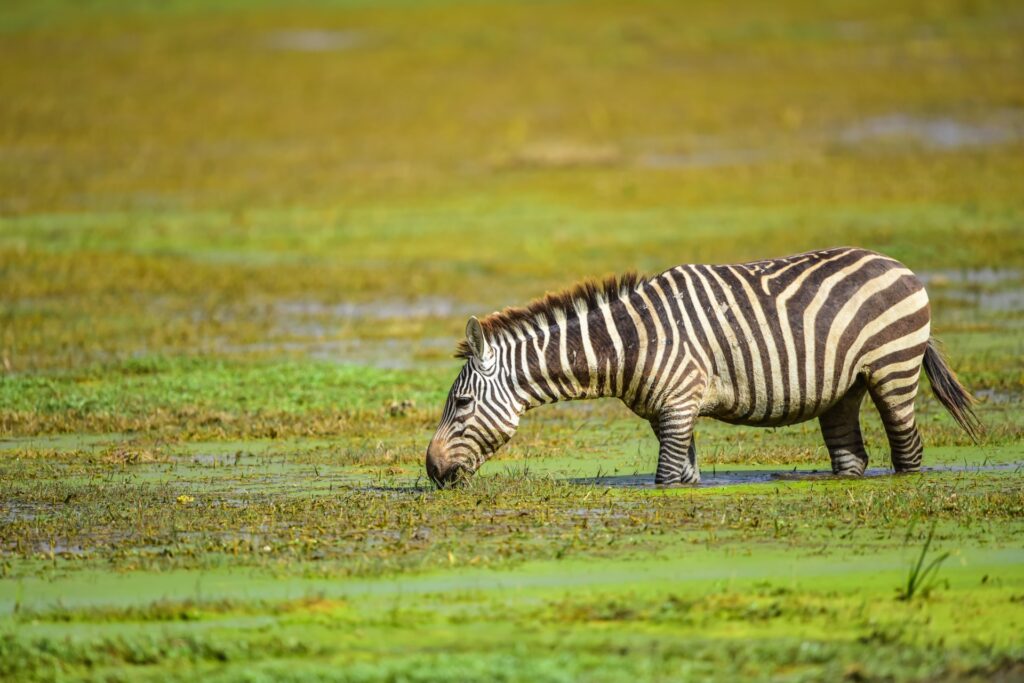 Zebras in freier Wildbahn im südlichen Afrika, grüne Wasserpflanzen, Tierbeobachtung, Safari-Abenteuer, Tierwelt Afrika.