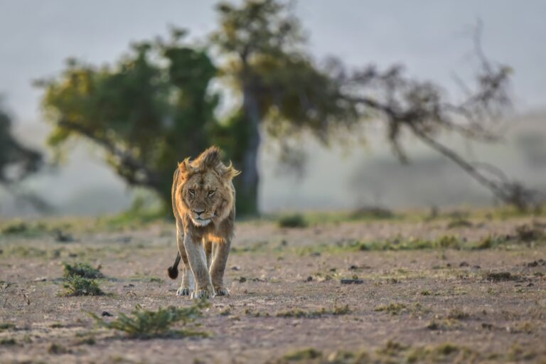 8 Tage Kenia entdecken- Kleingruppenreise