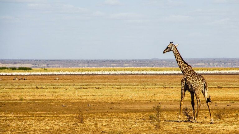 Lake Manyara Giraffe