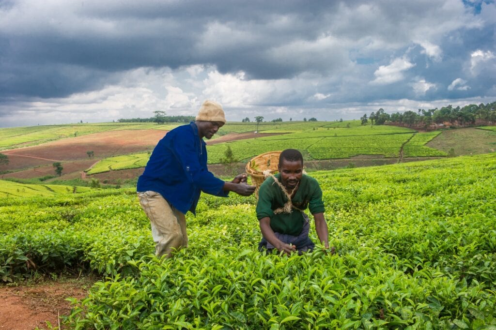 Alt: Zwei afrikanische Bauern ernten Teeblätter auf grünen Plantagen unter dunklem Himmel.