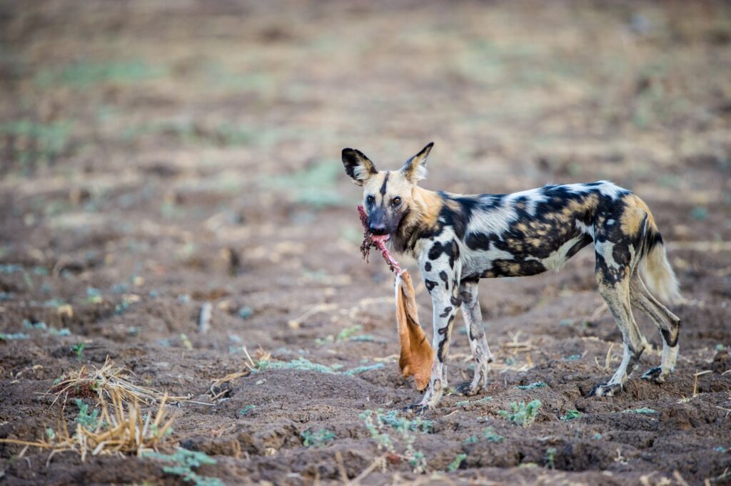 Ein Afrikanischer Wildhund mit Beute in der afrikanischen Savanne, perfekte Safari- und Tierbeobachtungsaufnahme.