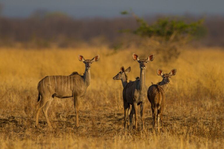 Afrikanische Gnus in der offenen Savanne während der Goldstimmung, typische Safari in Afrika.