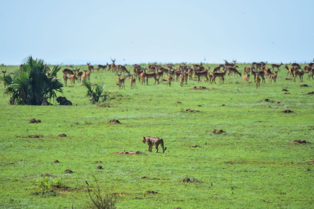Reisebild mit wilden Tieren in der afrikanischen Savanne, Elefanten, Gnus und Löwen.