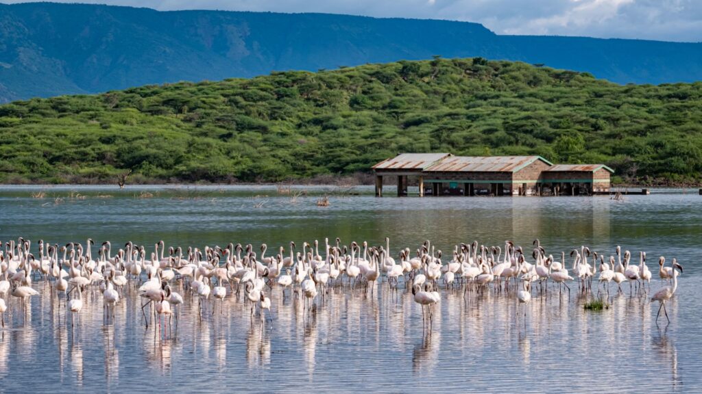 Vogelbeobachtung und Flamingos in Ostafrika, beste Reisezeit für Tierbeobachtungen in Afrika.