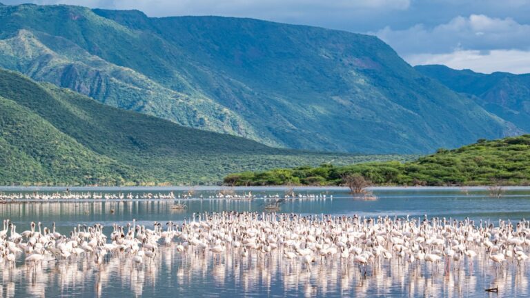 Flamingos auf dem Naivasha-See