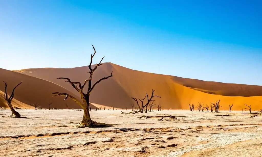 Alte Vertrocknete Bäume in einer Wüstenlandschaft in Namibia.