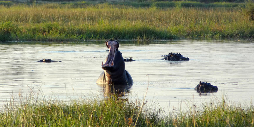 Hippo im Wasser in der afrikanischen Wildnis, Safari in Afrika, Tierbeobachtung.