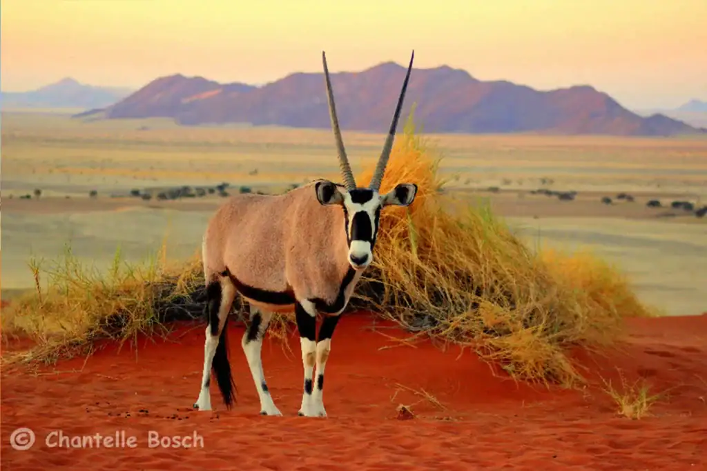 Antilope mit Hörnern in der afrikanischen Savanne vor einer Felsenlandschaft.